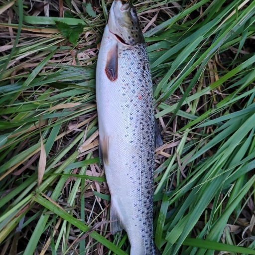 Havørred fra Jordbromølle å