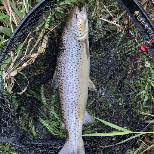 Havørred fra Jordbromølle å