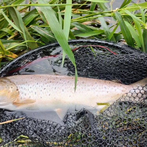Havørred fra Jordbro å