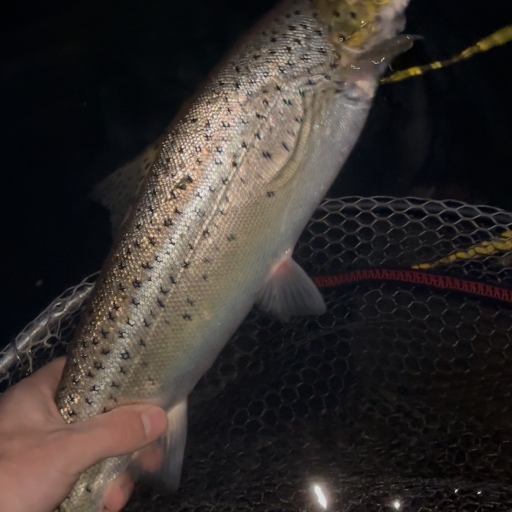 Havørred fra Fiskbæk Å