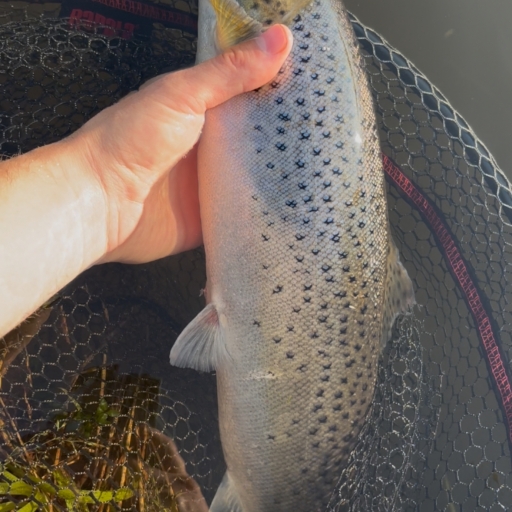 Havørred fra Jordbro å