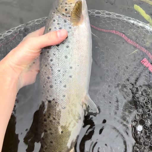 Havørred fra Jordbro å