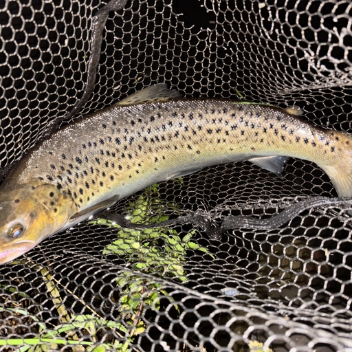 Havørred fra Simested å