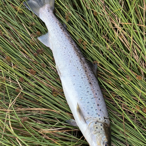 Havørred fra Skals Å