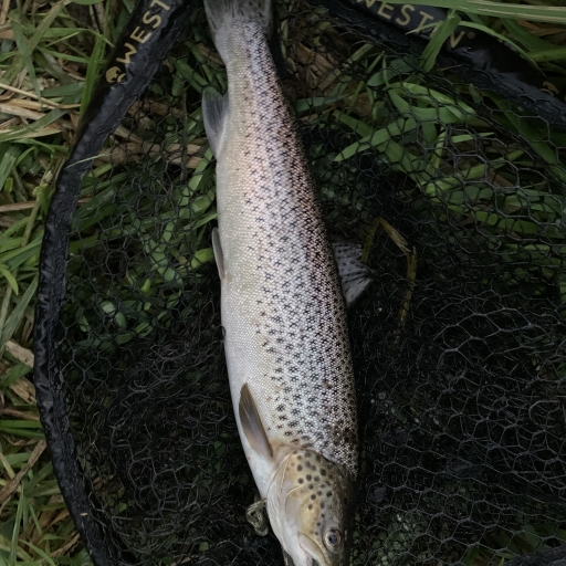 Havørred fra Jordbromølle å