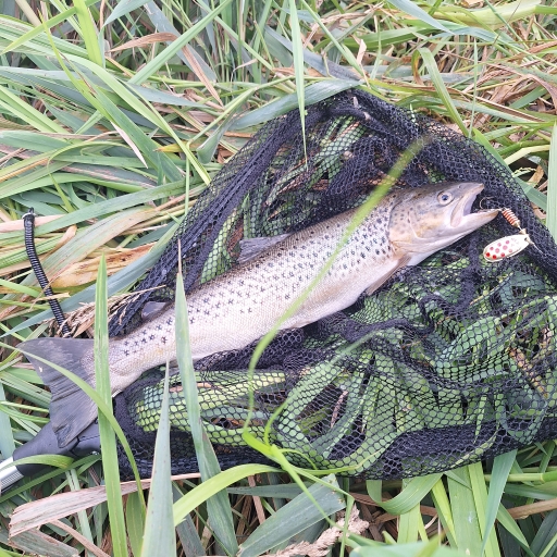 Havørred fra Simested å