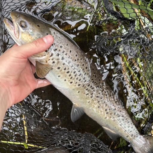 Havørred fra Fiskbæk Å