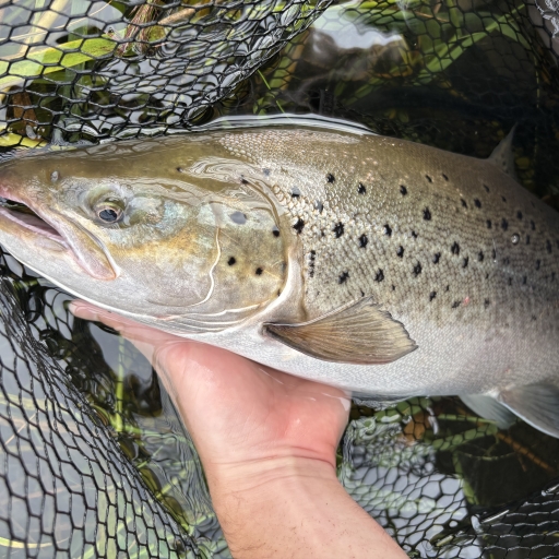 Havørred fra Jordbro på