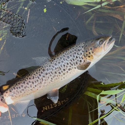 Havørred fra Simested å