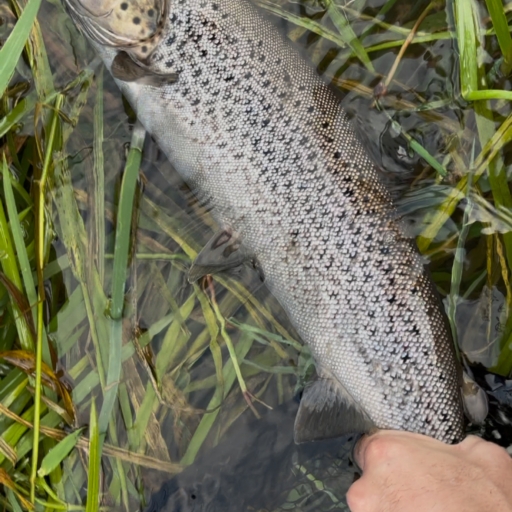 Havørred fra Simested Å