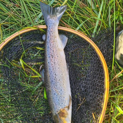 Havørred fra Simested Å