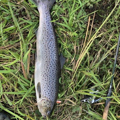Havørred fra Jordbromølle å