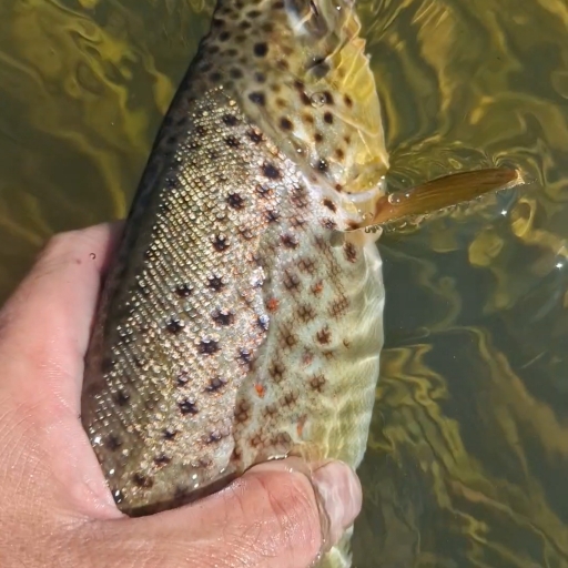 Havørred fra Jordbromølle