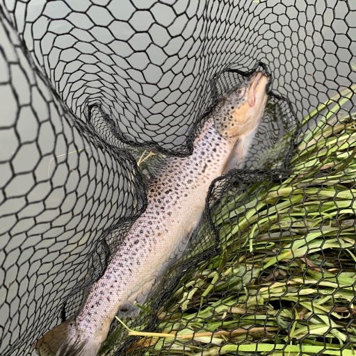 Havørred fra Jordbromølle å