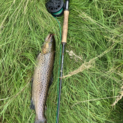 Havørred fra Simested å