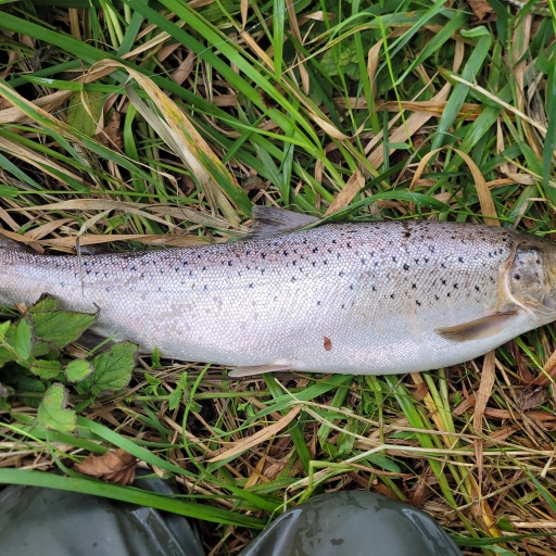 Havørred fra Jordbromølle å