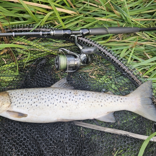 Havørred fra Simested å