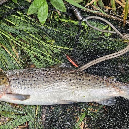 Havørred fra Simested å