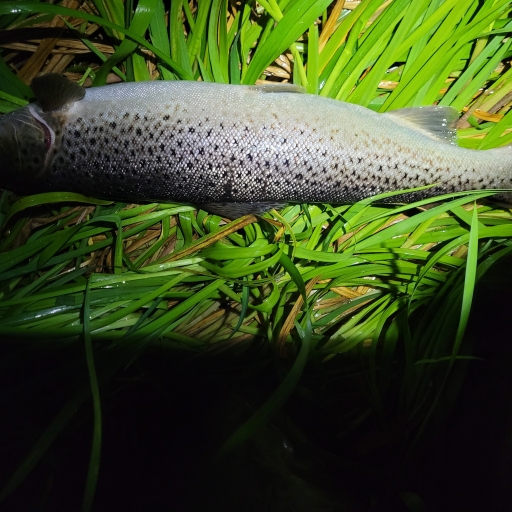 Havørred fra Jordbromølle å