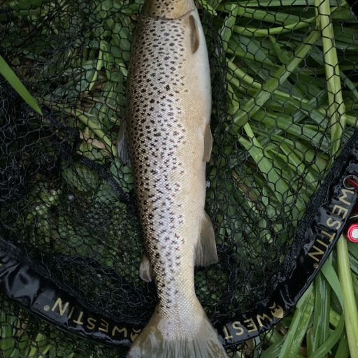 Havørred fra Jordbromølle å