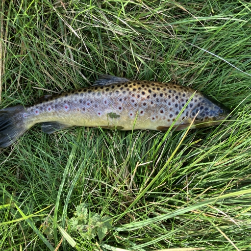 Havørred fra Simested å