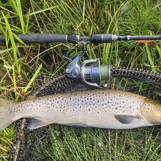 Havørred fra Skals å