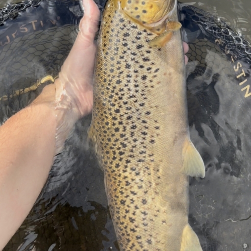 Havørred fra Fiskbæk Å