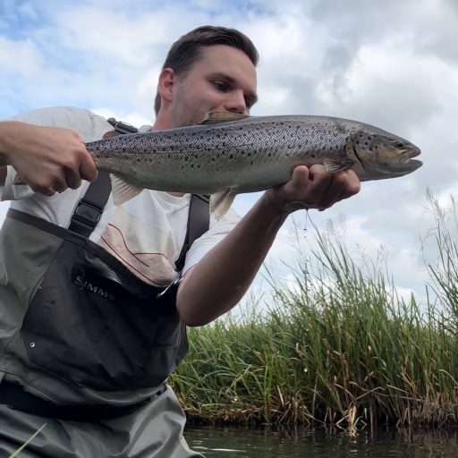 Havørred fra Jordbro å