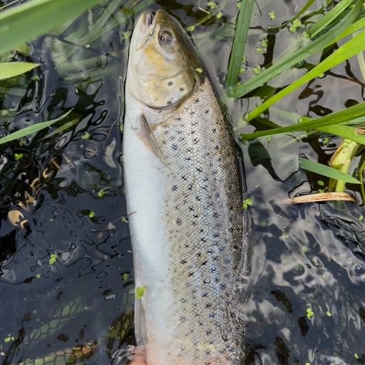 Havørred fra Simested å
