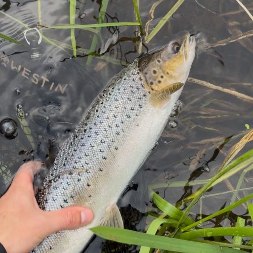 Havørred fra Simested å