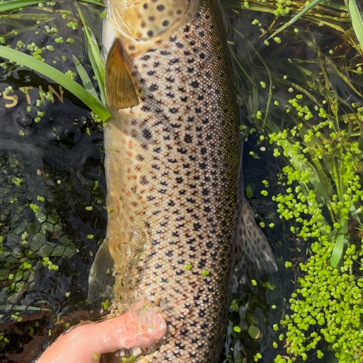 Havørred fra Jordbro å