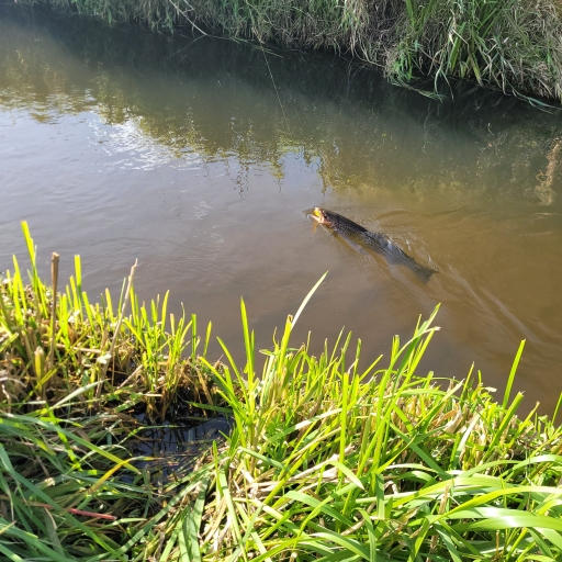 Havørred fra Jordbromølle å