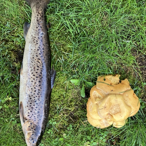 Havørred fra Simested å