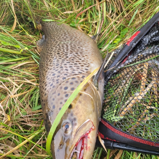 Havørred fra Jordbromølle å