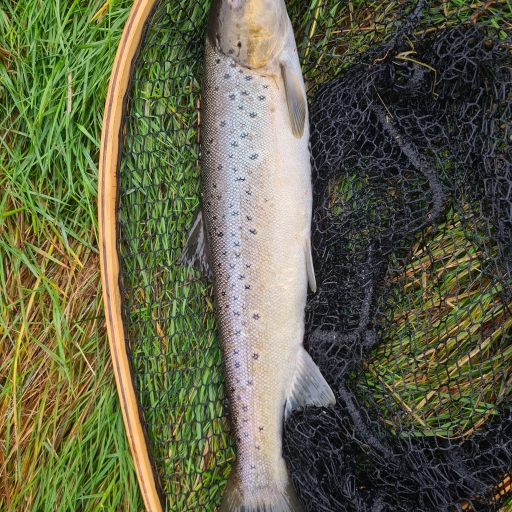 Havørred fra Simested Å