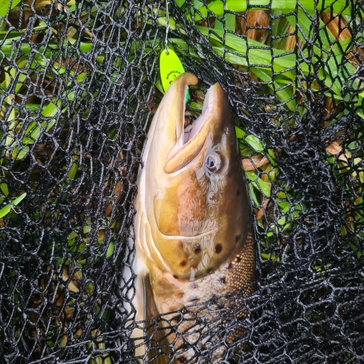 Havørred fra Simested Å
