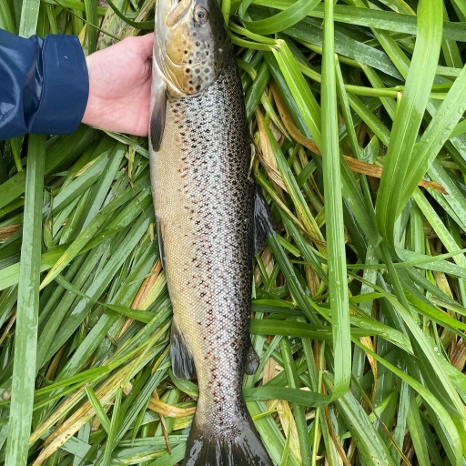 Havørred fra Simested å