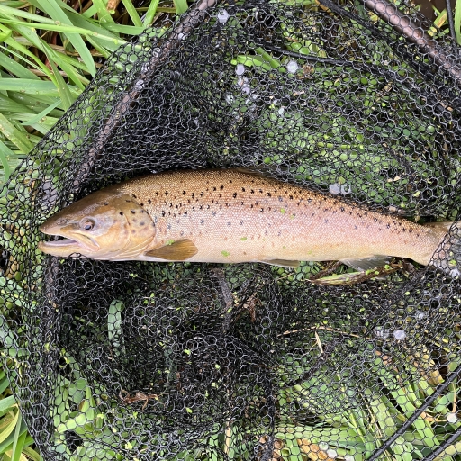 Havørred fra Simested å