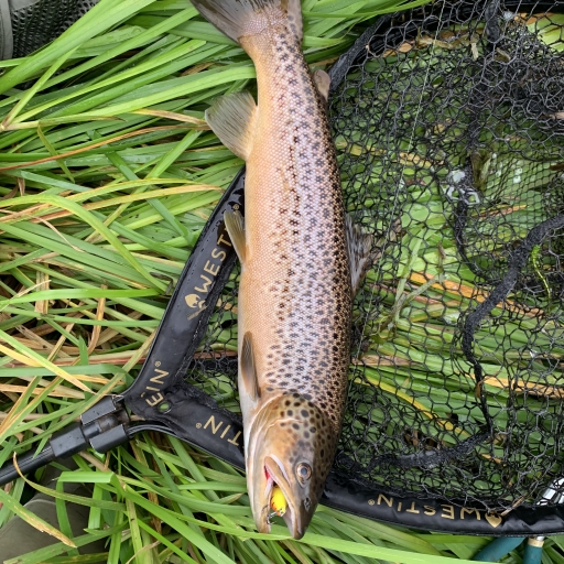 Havørred fra Jordbromølle å