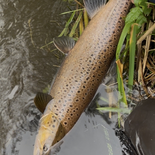 Havørred fra Jordbro Å