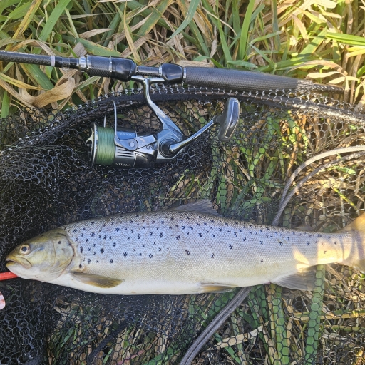 Havørred fra Simested å