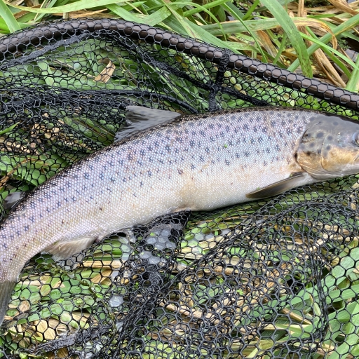 Havørred fra Skals å