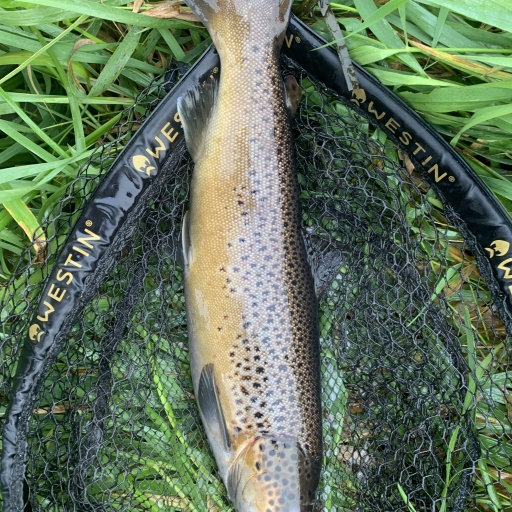 Havørred fra Jordbromølle å