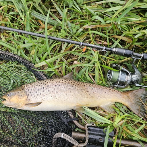 Havørred fra Fisbæk å