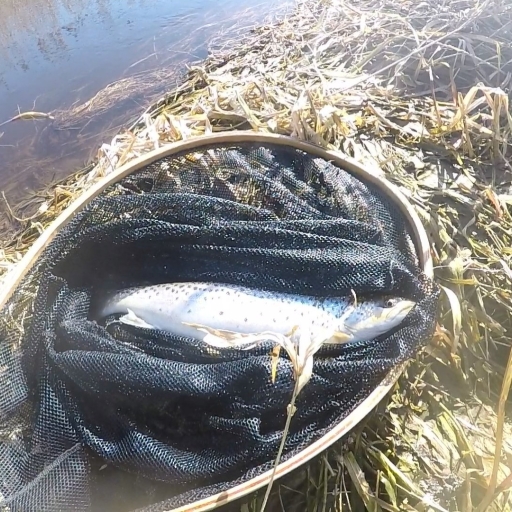 Havørred fra Simested å