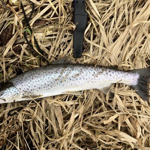 Havørred fra Simested å