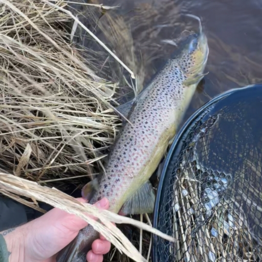 Havørred fra Simested å